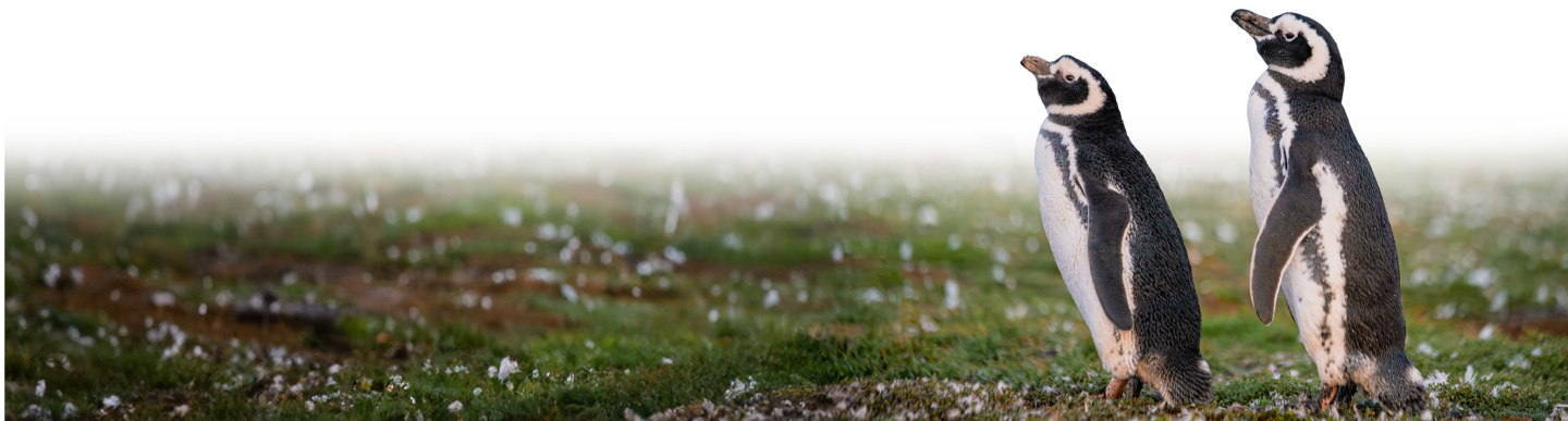 image background